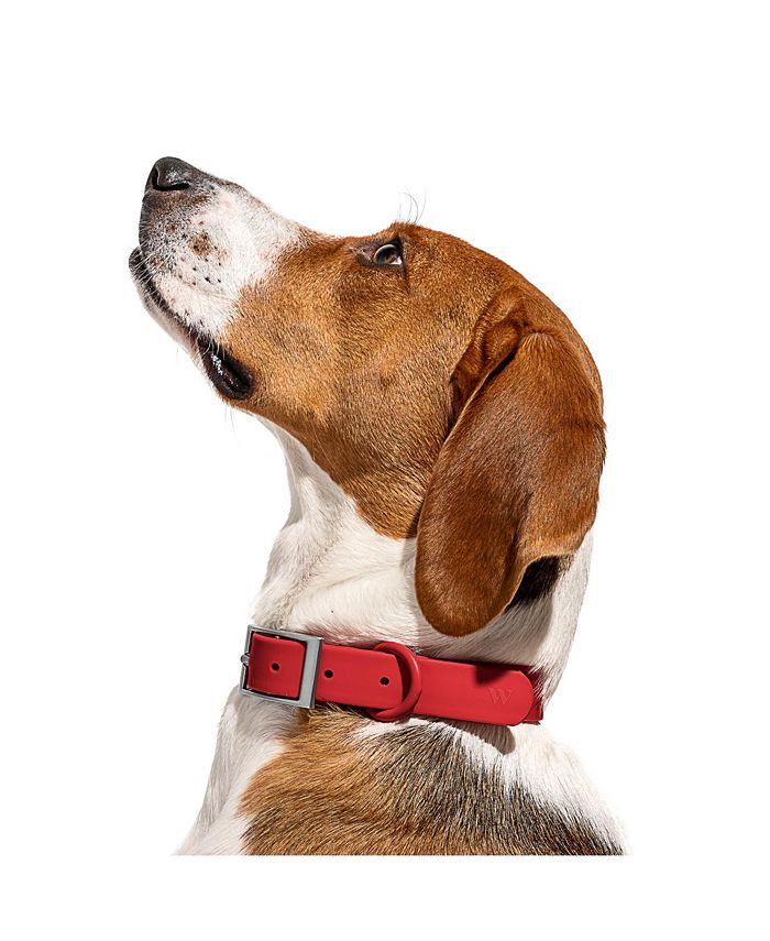 Wild One Collar for Dogs Macy's