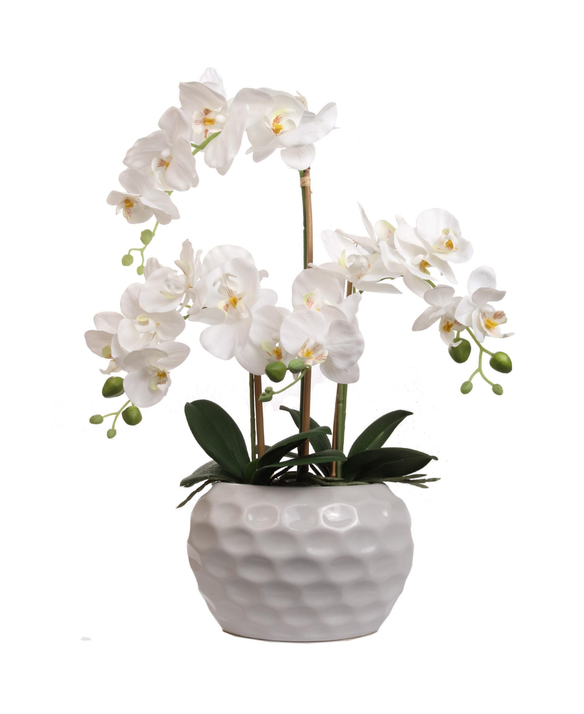 20" White Orchid, 20 Heads, in White Ceramic Vase