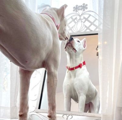 Pet Dog Bow Tie - Melting Hearts