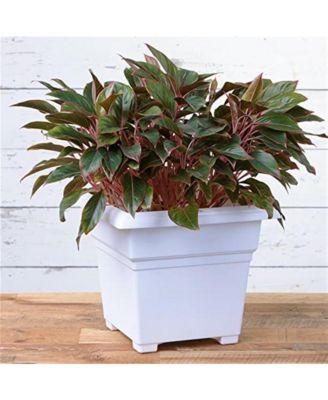 26182 Countryside Square White Tub Planter 18 Inch