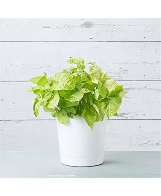 Full Depth Cylinder Pot, White, 10 Inch