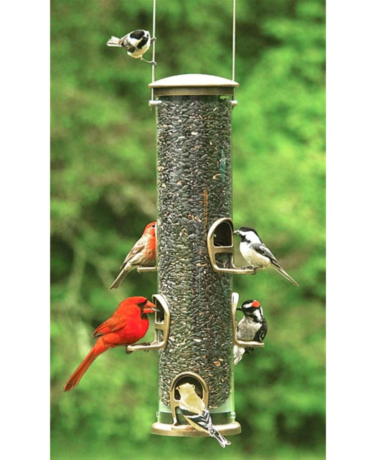 Aspects ASP420 Antique Brass Quick Clean Big Tube Feeder, Large