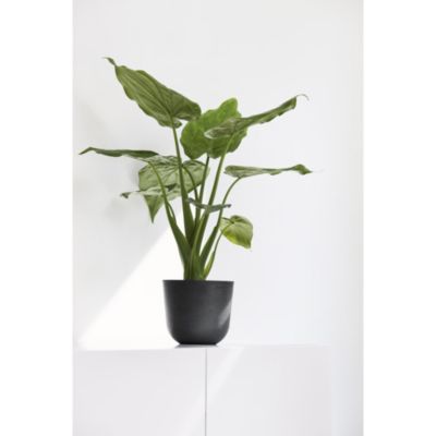 Oslo Durable Indoor and Outdoor Planter, 10in