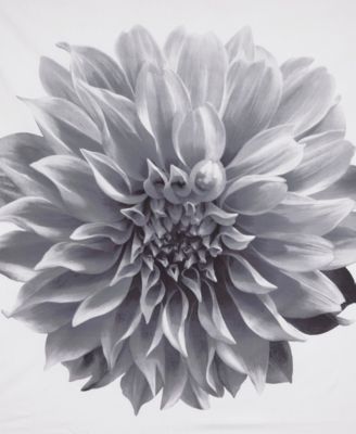 Norah Cotton Percale Shower Curtain, 72" x  72"