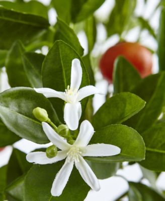 38" Potted Faux Orange Tree