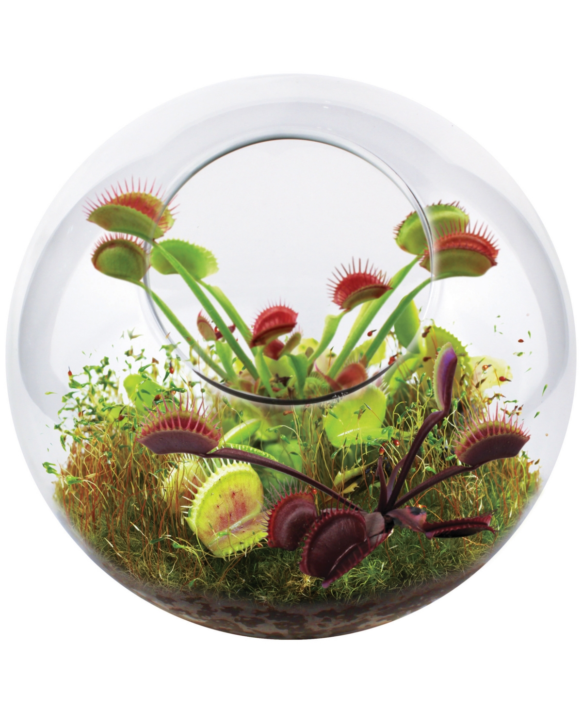 Areyougame Babies' Unique Gardener Glass Terrarium Fly Trap Garden Plant Kit In No Color