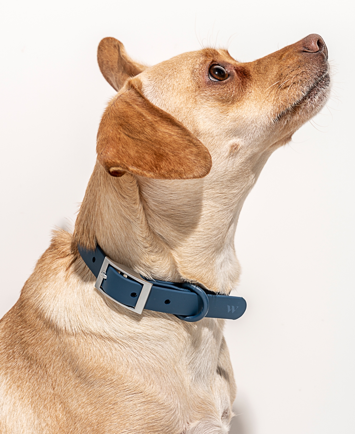 Navy Buckle Dog Collar - Navy