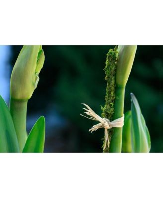 SuperMoss Preserved Moss Plant Support Stakes, 18 Inches, Pack of 6