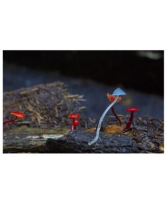 Entangled Life- The Illustrated Edition- How Fungi Make Our Worlds by Merlin Sheldrake