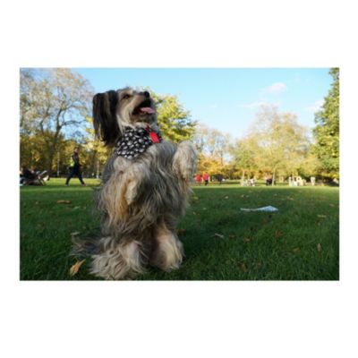 E 18-135mm f/3.5-5.6 OSS Lens for Sony E