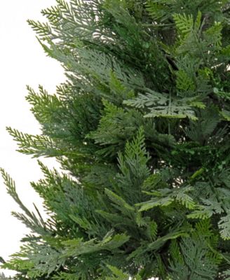 National Tree Company 3 ft. Cypress Tree in Nursery Pot