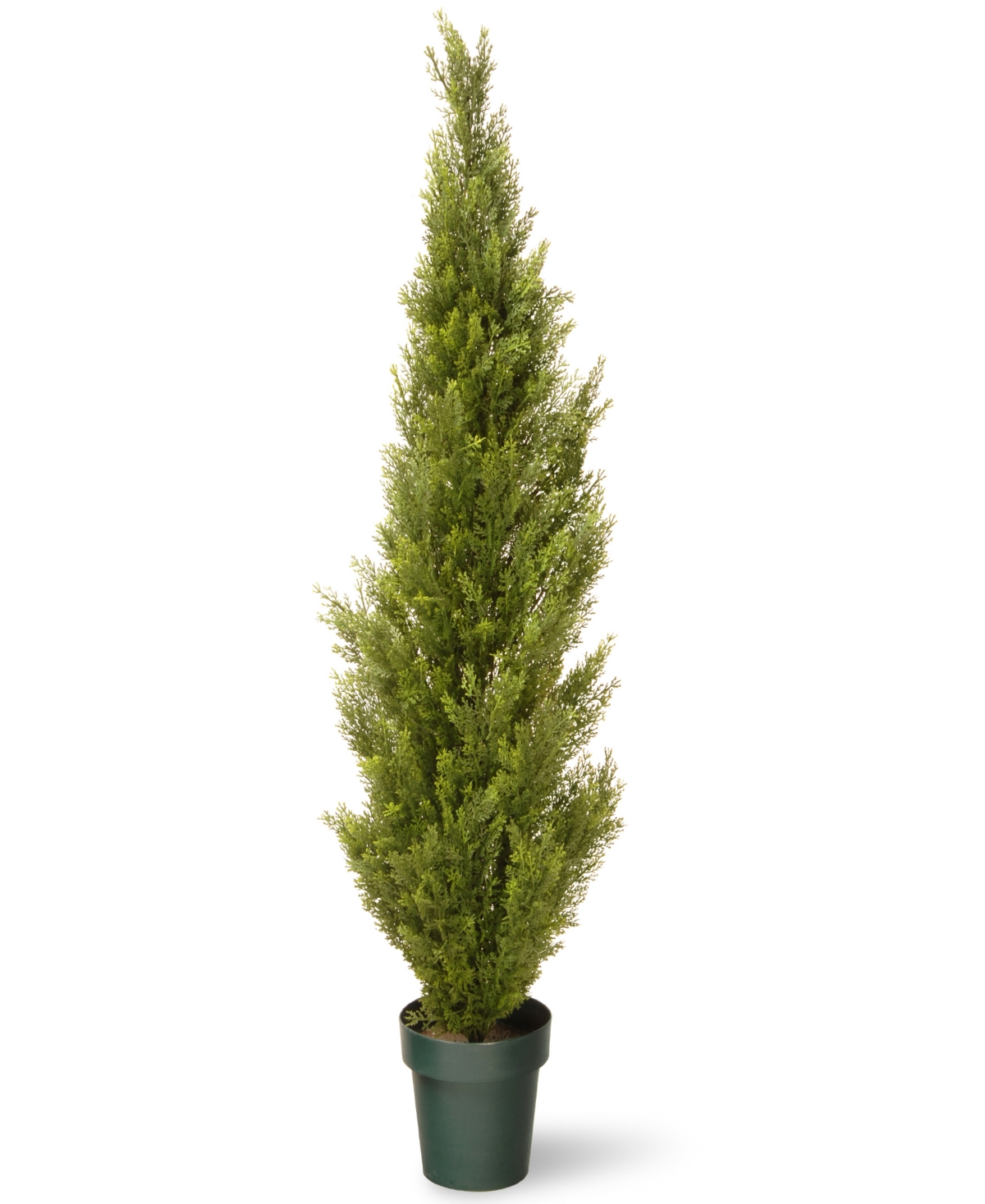 53 Cedar Tree - Green