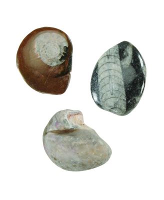 Let's See Nature Collection with Fossils, Rocks, Mineral and More