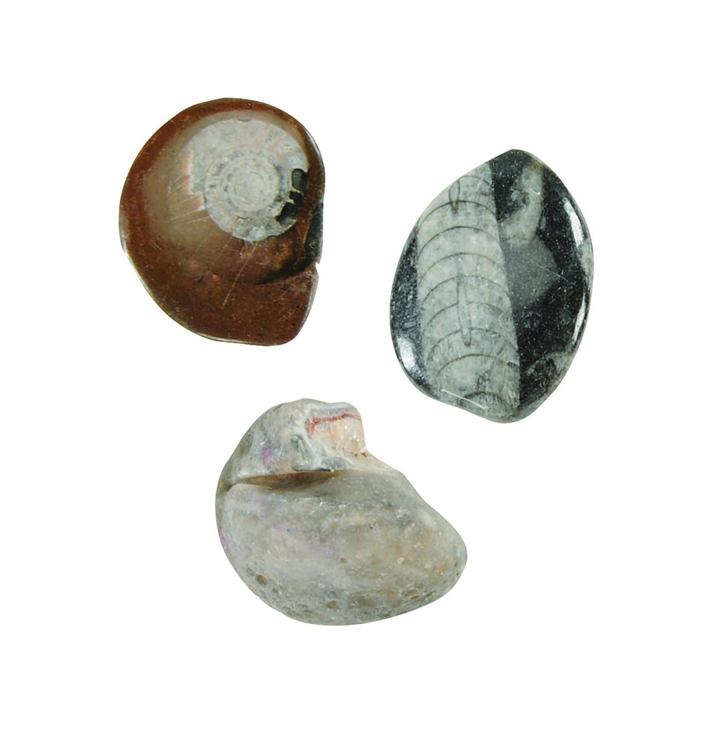 Детская игрушка Kaplan Early Learning Company Let's See Nature Collection with Fossils, Rocks, Mineral and More — фото 4