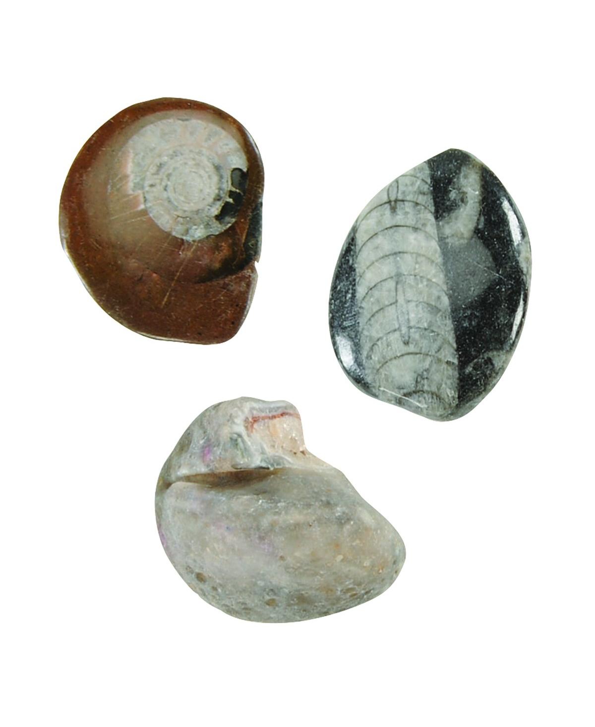 Kaplan Early Learning Company Let's See Nature Collection with Fossils, Rocks, Mineral and More