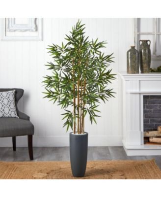 Cane Tree in Cylinder Planter – Sleek Indoor/Outdoor Plant for Modern Decor