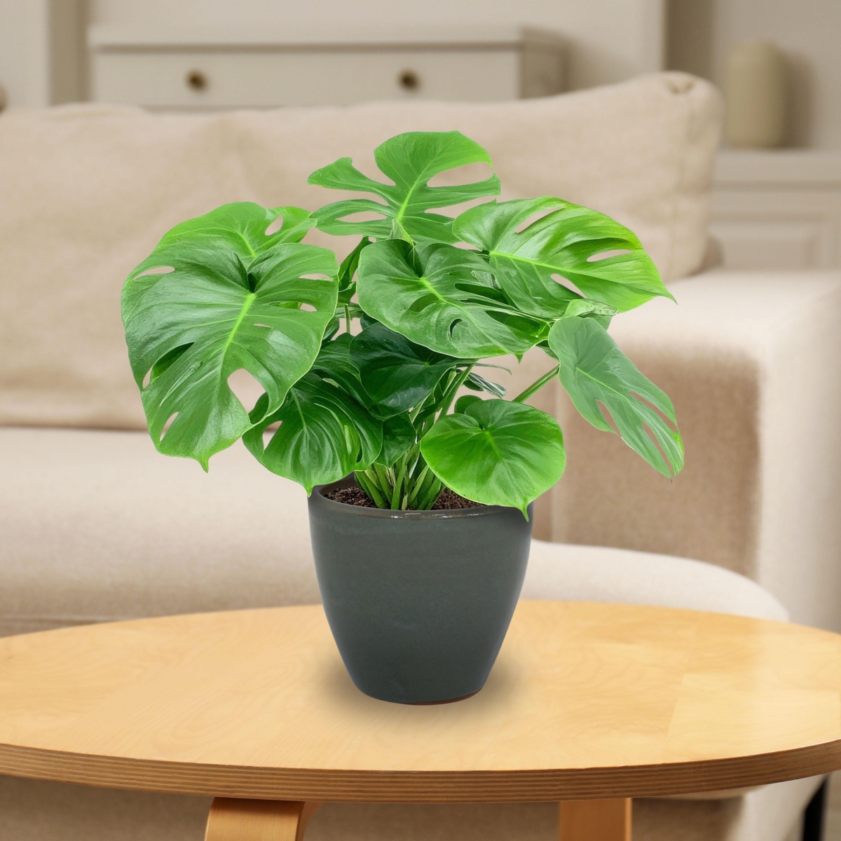 Resort High-Fired Outdoor/Indoor Glazed Uv- and Frost-Resistant Ceramic Planters with Drainage Holes