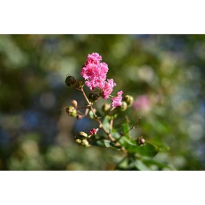 NIKKOR Z 40mm f/2 (SE) Lens