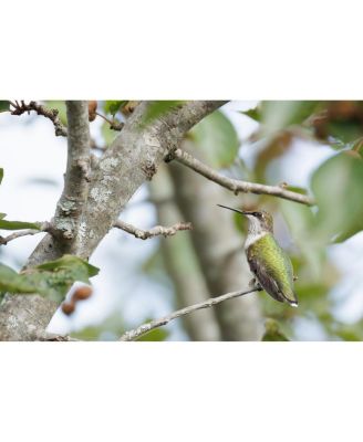 RF 200-800mm f/6.3-9 IS USM Lens