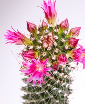 Moisture Shampoo, 33.8 oz.