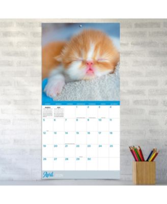 2026 Cat Dreams Wall Calendar