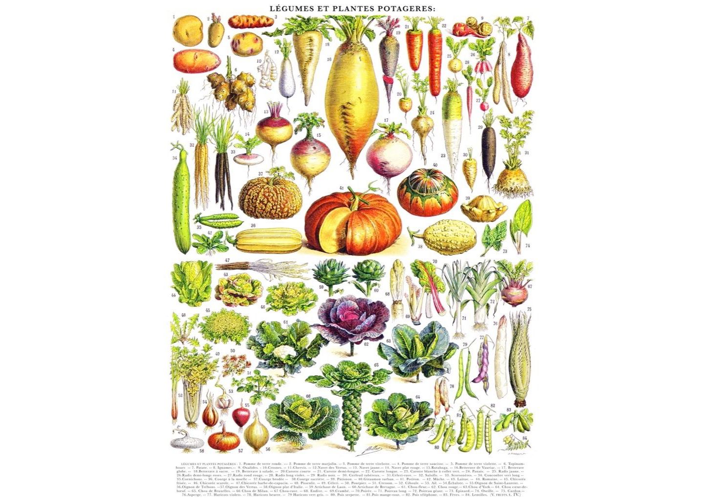 Детский пазл New York Puzzle Company Vegetables Legumes 1000 Piece Puzzle — фото 3