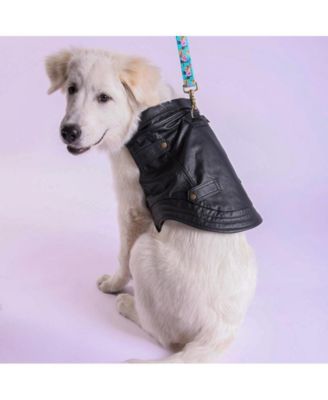 Starter Kit with Genuine Leather Jacket