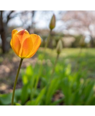 12mm F1.4 DC/Contemporary/Canon RF