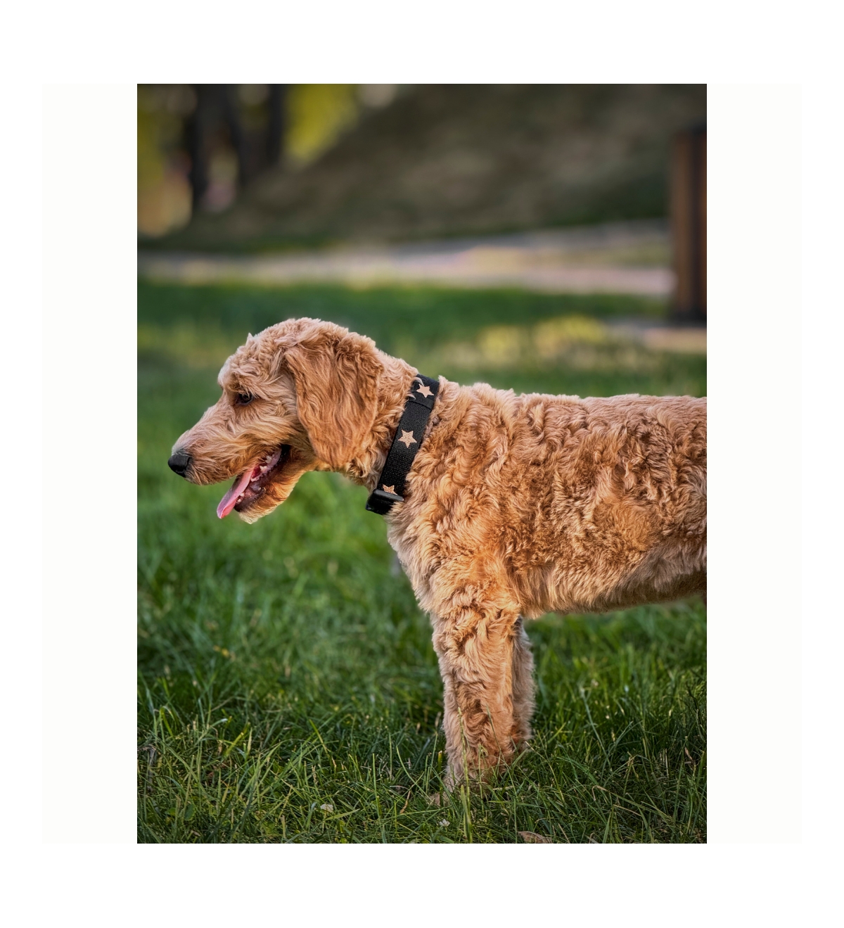 The Dogistry x Fi Rockstar Collar