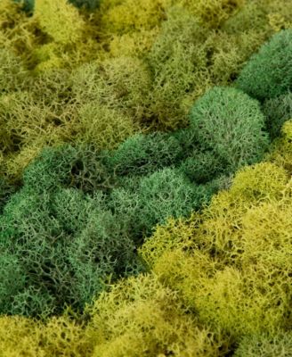 Moss Art by Numbers Kit