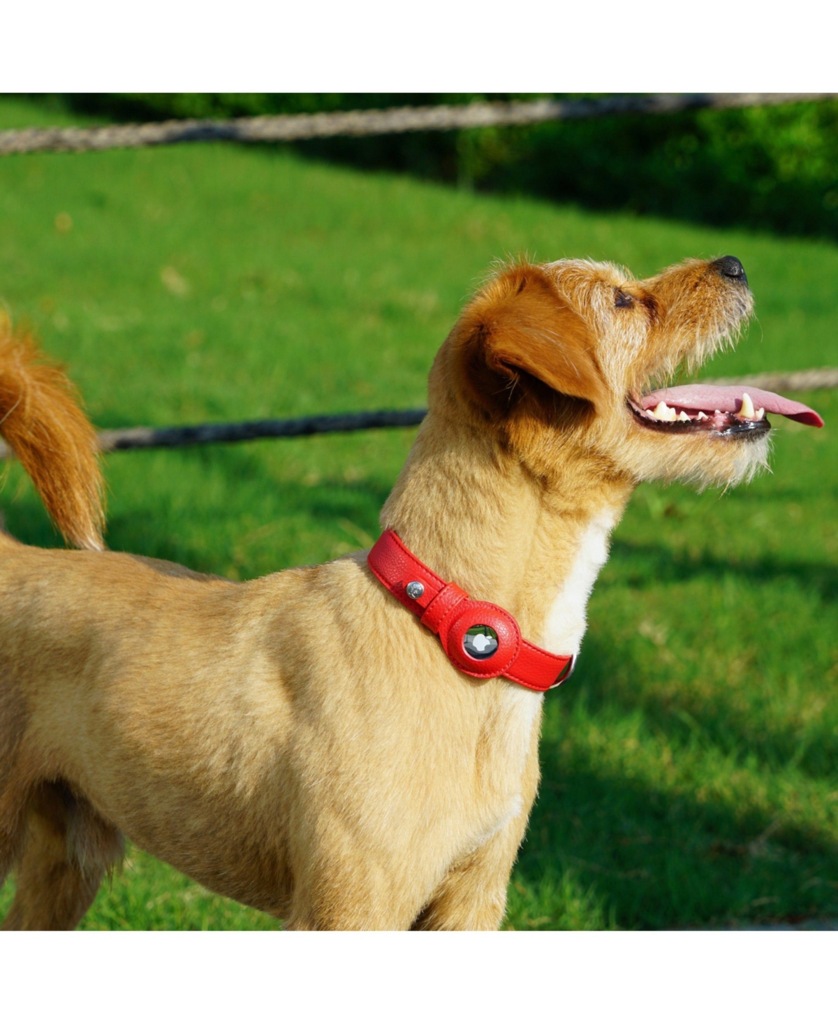 Blueberry Pet Silver-Powered Freshness Microfiber Leather AirTag Dog Collar Classic Black