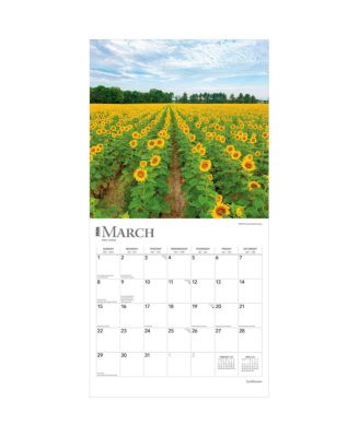 Sunflowers | 2026 12 x 24 Inch (Hanging) Monthly Square Wall Calendar | Plastic-Free