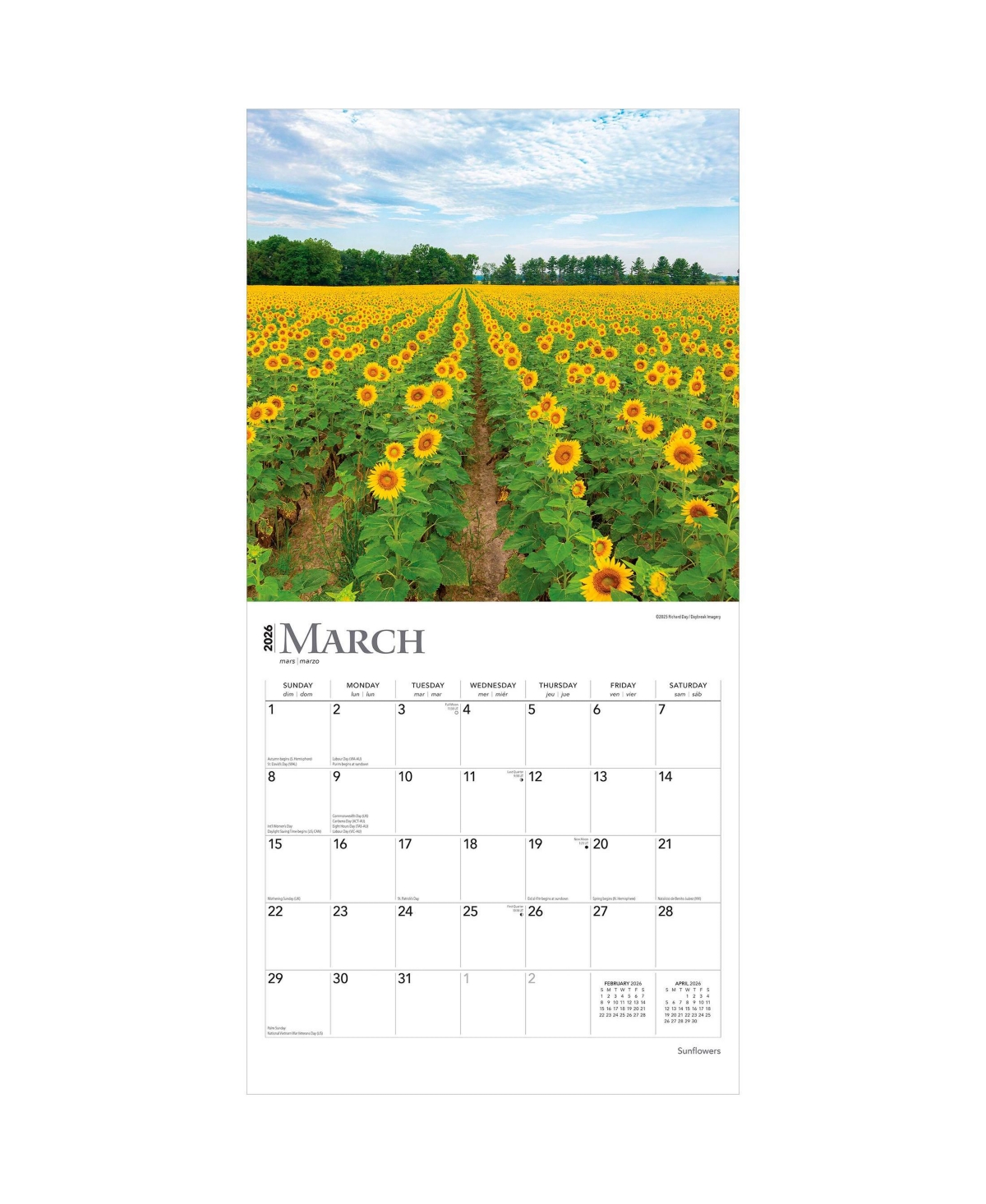 BrownTrout Sunflowers | 2026 12 x 24 Inch (Hanging) Monthly Square Wall Calendar | Plastic-Free