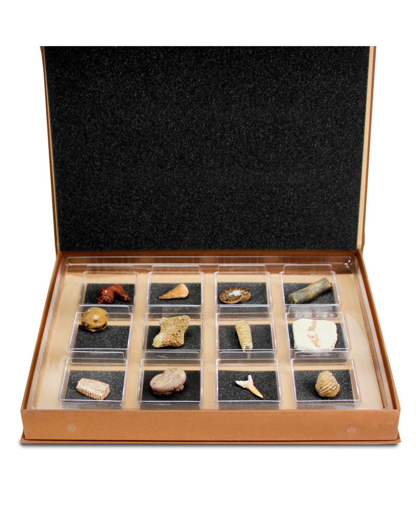 Детские игрушки Geoworld The Nature Collection - Fossils Set 2 — фото 3