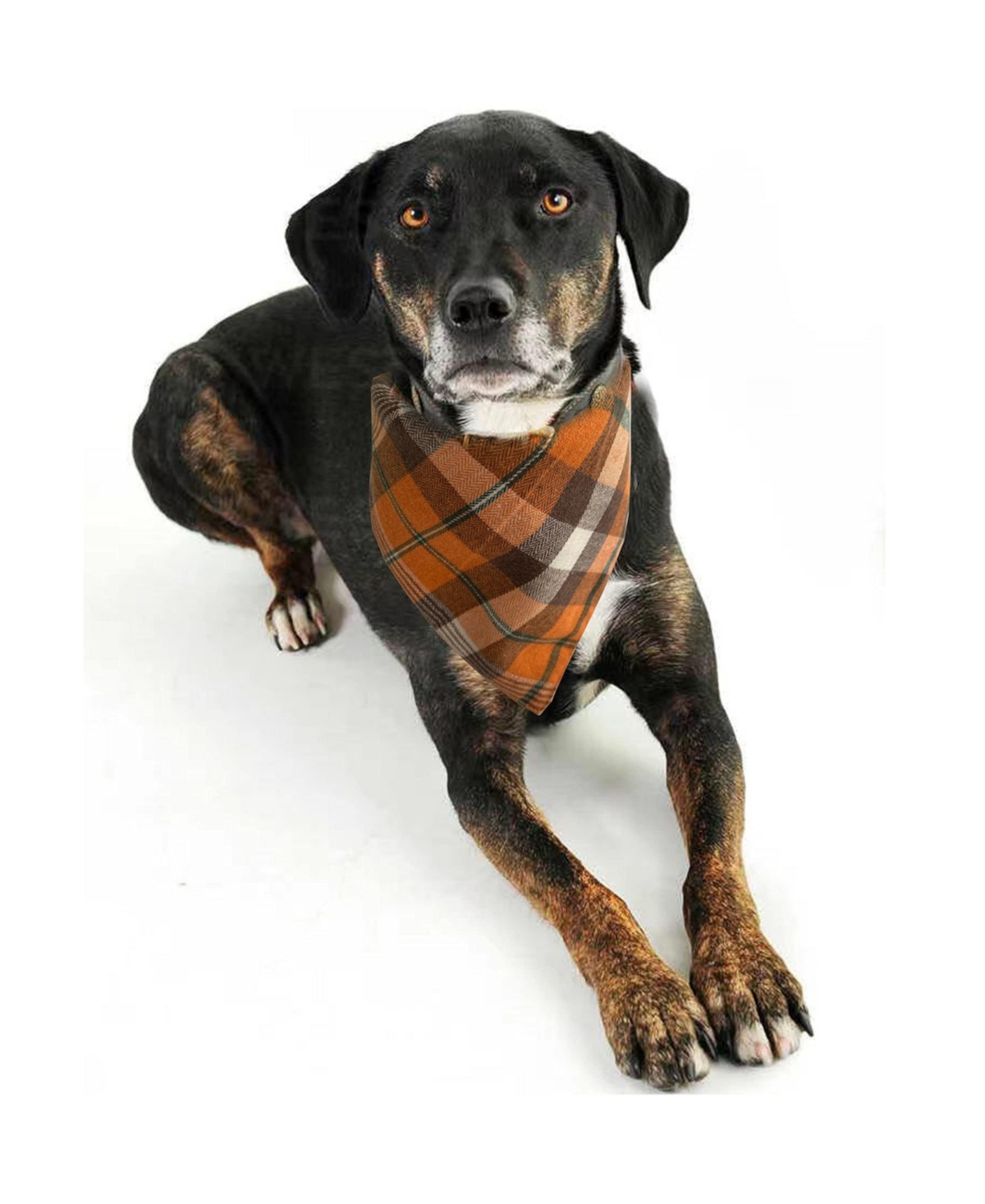 Aronkl Spring Dog Bandanas 2 Pack Floral Pet Scarves Durable Double Layer Fabric Seasonal Cute Fashionable for Dogs