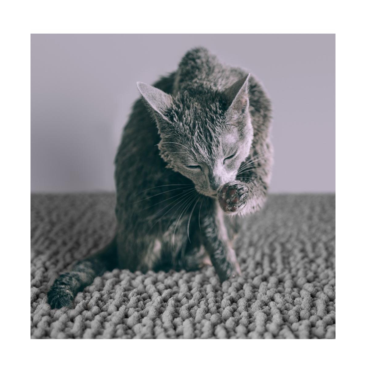 CatGuru Cat Litter Mat