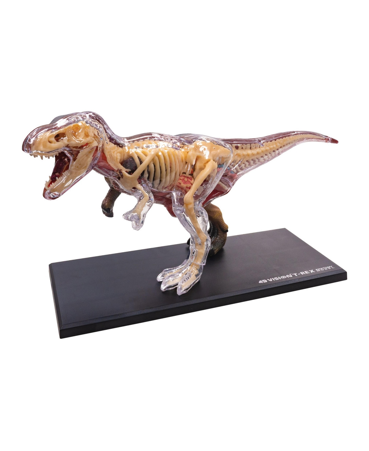 University Games 4D Vision T-Rex Anatomy Model, 36-Piece Science Kit, Ages 8+