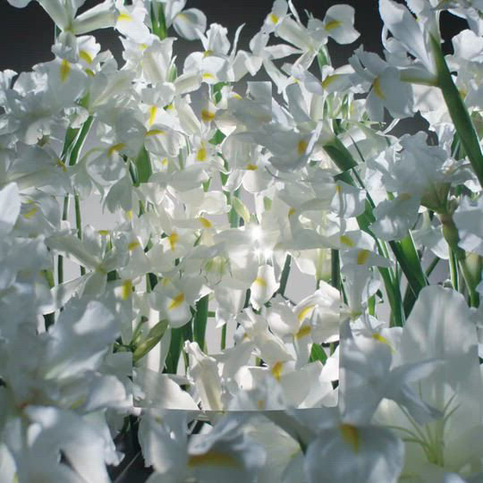 La vie est belle Body Lotion, 6.7 oz