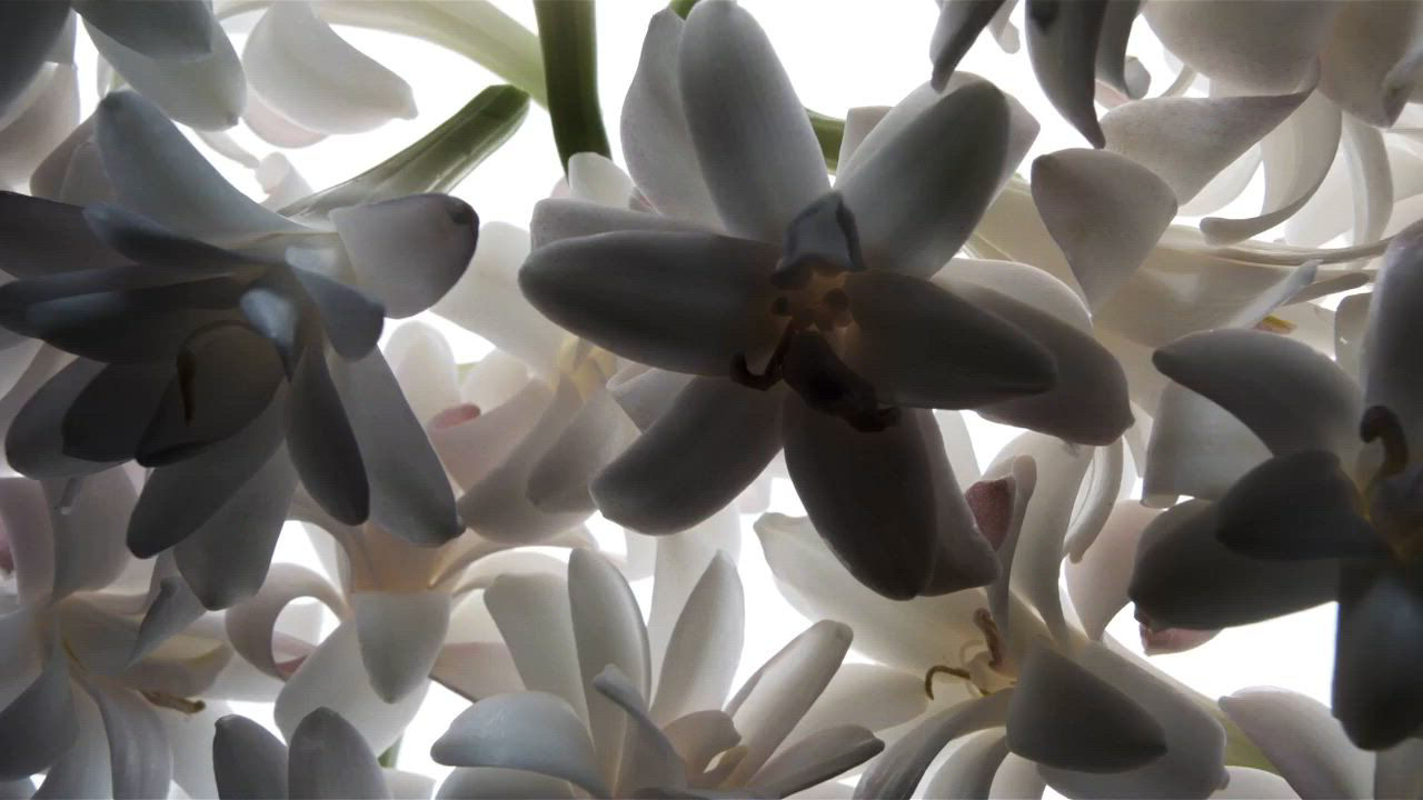 Tom Ford Tubéreuse Nue Eau de Parfum Fragrance Collection - Macy's