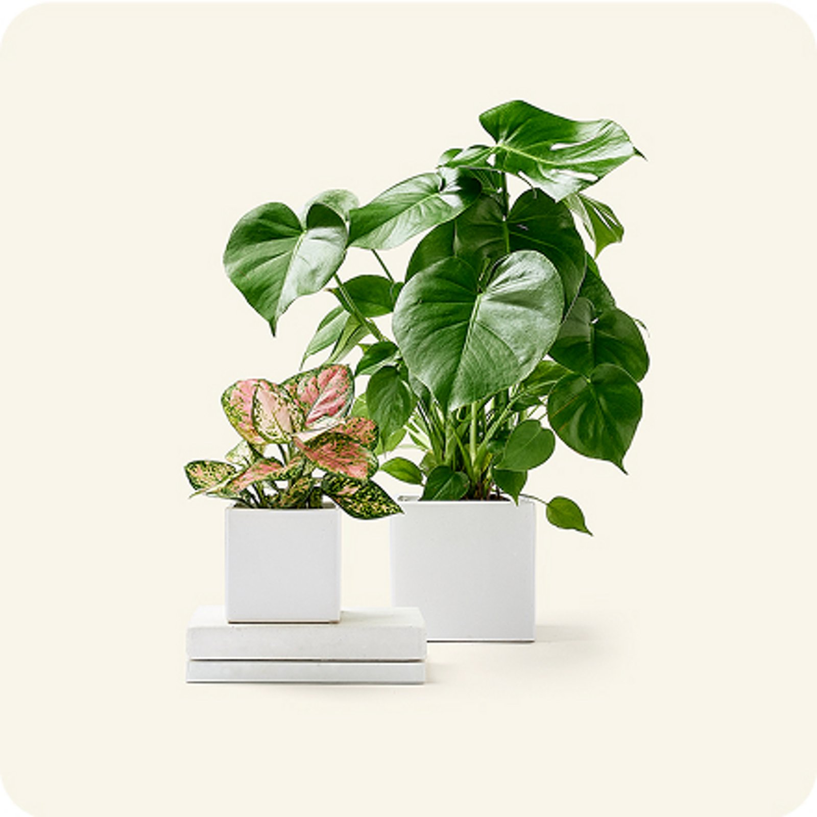 Plants & flowers