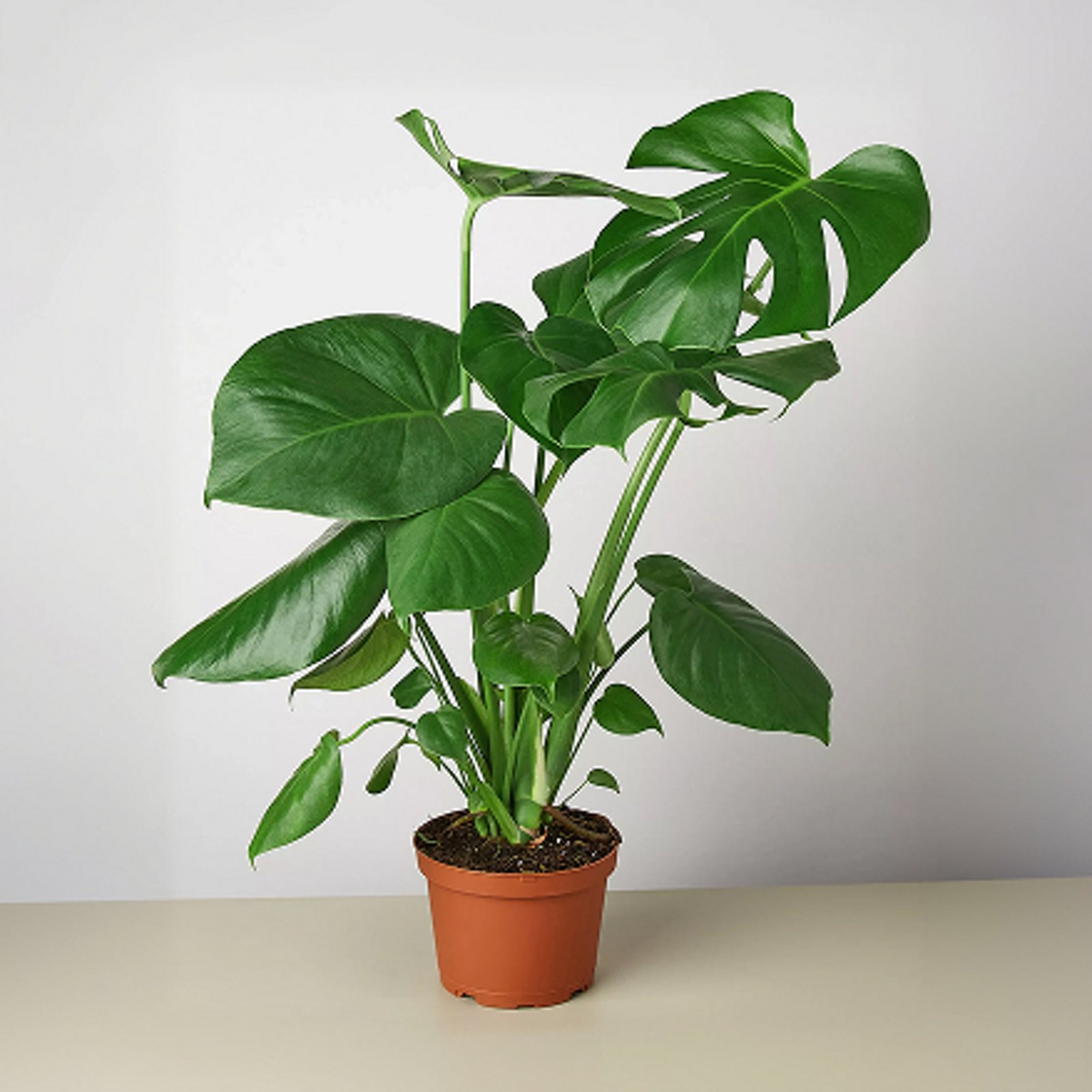 Live Plants & Flowers